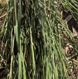 Nassella neesiana at Mount Majura - 15 Nov 2023