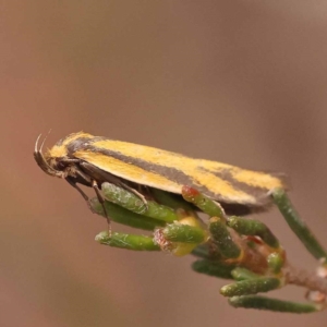 Poliorhabda auriceps at Pomaderris Nature Reserve - 12 Nov 2023 12:34 PM