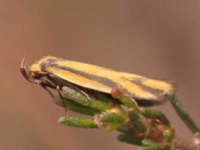 Poliorhabda auriceps (A Concealer moth (Wingia Group)) at Pomaderris Nature Reserve - 12 Nov 2023 by ConBoekel