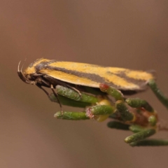 Poliorhabda auriceps at Pomaderris Nature Reserve - 12 Nov 2023 12:34 PM