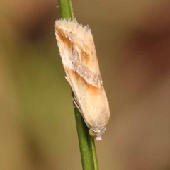 Eublemma inconspicua at Pomaderris Nature Reserve - 12 Nov 2023