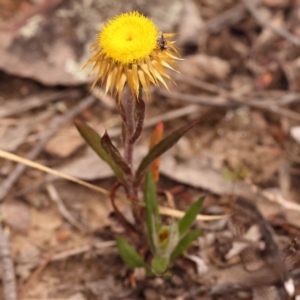 Coronidium oxylepis subsp. lanatum at Pomaderris Nature Reserve - 12 Nov 2023