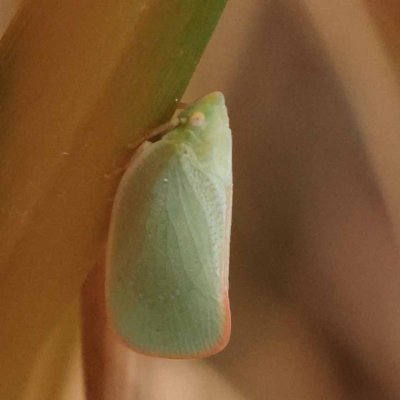 Siphanta acuta (Green planthopper, Torpedo bug) at Pomaderris Nature Reserve - 12 Nov 2023 by ConBoekel