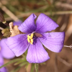 Cheiranthera linearis at Pomaderris Nature Reserve - 12 Nov 2023