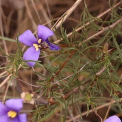 Cheiranthera linearis at Pomaderris Nature Reserve - 12 Nov 2023