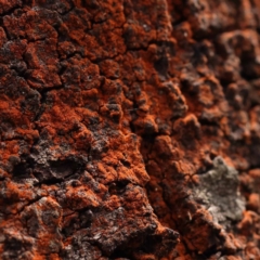 Unidentified Lichen at Pomaderris Nature Reserve - 12 Nov 2023 by ConBoekel