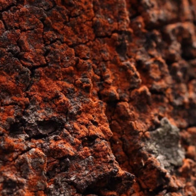 Unverified Lichen at Pomaderris Nature Reserve - 12 Nov 2023 by ConBoekel