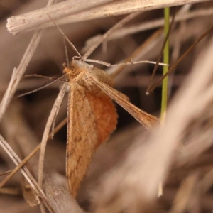 Scopula rubraria at Pomaderris Nature Reserve - 12 Nov 2023 12:54 PM