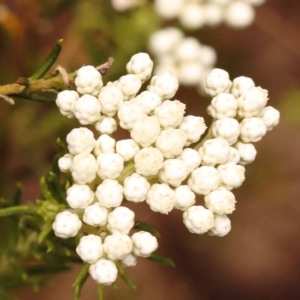 Ozothamnus diosmifolius at Pomaderris Nature Reserve - 12 Nov 2023