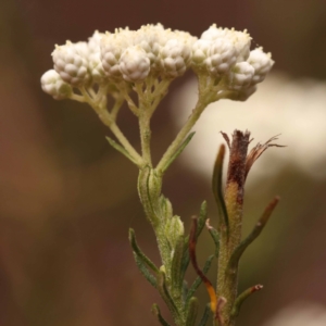 Ozothamnus diosmifolius at Pomaderris Nature Reserve - 12 Nov 2023