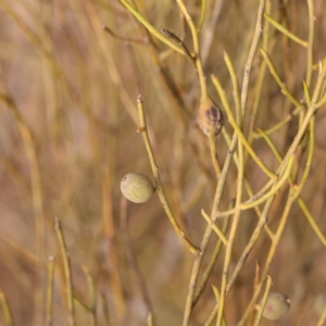 Choretrum candollei at Pomaderris Nature Reserve - 12 Nov 2023