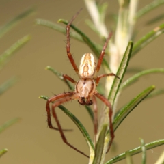 Plebs bradleyi (Enamelled spider) at Pomaderris Nature Reserve - 12 Nov 2023 by ConBoekel