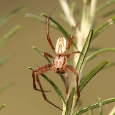 Plebs bradleyi (Enamelled spider) at Pomaderris Nature Reserve - 12 Nov 2023 by ConBoekel