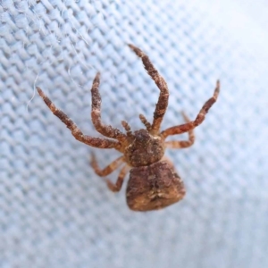 Thomisidae (family) at Pomaderris Nature Reserve - 12 Nov 2023