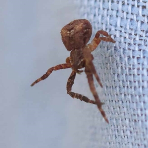 Thomisidae (family) at Pomaderris Nature Reserve - 12 Nov 2023