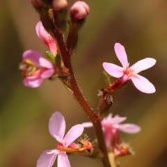 Stylidium graminifolium (Grass Triggerplant) at Gundary, NSW - 12 Nov 2023 by ConBoekel