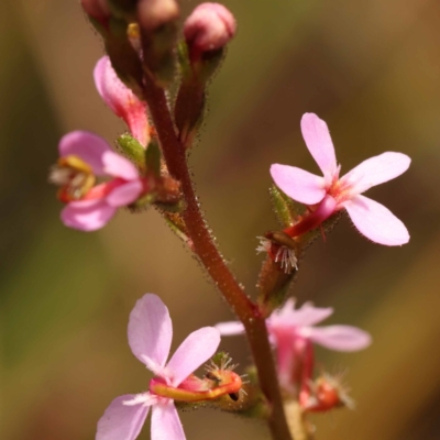 Stylidium graminifolium (Grass Triggerplant) at Gundary, NSW - 12 Nov 2023 by ConBoekel