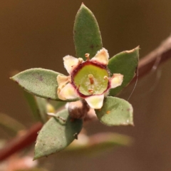 Gaudium multicaule (Teatree) at Pomaderris Nature Reserve - 12 Nov 2023 by ConBoekel