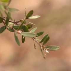 Gaudium multicaule at Pomaderris Nature Reserve - 12 Nov 2023 12:07 PM