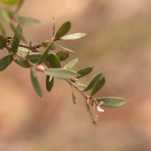 Gaudium multicaule at Pomaderris Nature Reserve - 12 Nov 2023