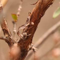 Gaudium multicaule at Pomaderris Nature Reserve - 12 Nov 2023