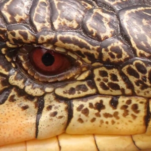 Tiliqua nigrolutea at Pomaderris Nature Reserve - 12 Nov 2023