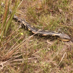 Tiliqua nigrolutea at Pomaderris Nature Reserve - 12 Nov 2023