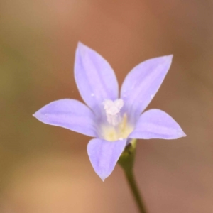 Wahlenbergia sp. at Pomaderris Nature Reserve - 12 Nov 2023 12:57 PM