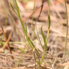 Wahlenbergia sp. at Pomaderris Nature Reserve - 12 Nov 2023 12:57 PM