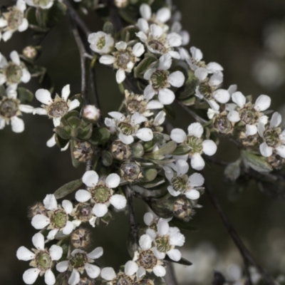 Gaudium brevipes (Grey Tea-tree) at Croke Place Grassland (CPG) - 13 Nov 2023 by kasiaaus