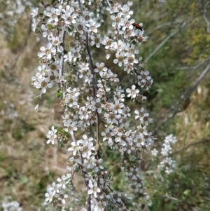 Gaudium brevipes at Croke Place Grassland (CPG) - 14 Nov 2023