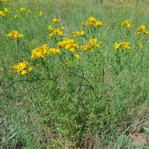 Hypericum perforatum at Croke Place Grassland (CPG) - 14 Nov 2023