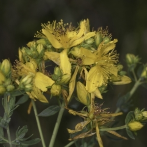 Hypericum perforatum at Croke Place Grassland (CPG) - 14 Nov 2023