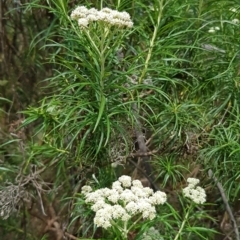 Cassinia longifolia (Shiny Cassinia, Cauliflower Bush) at Croke Place Grassland (CPG) - 14 Nov 2023 by kasiaaus