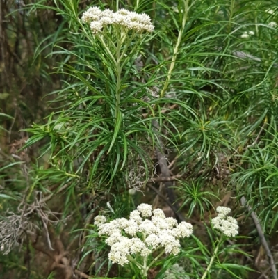 Cassinia longifolia (Shiny Cassinia, Cauliflower Bush) at Croke Place Grassland (CPG) - 13 Nov 2023 by kasiaaus