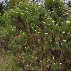 Cassinia longifolia at Undefined Area - 14 Nov 2023 10:43 AM