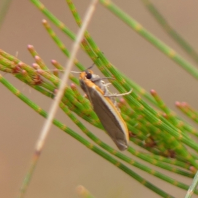 Palaeosia bicosta (Two-ribbed Footman) at Jellore State Forest - 10 Nov 2023 by Curiosity