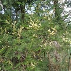 Acacia mearnsii (Black Wattle) at Croke Place Grassland (CPG) - 14 Nov 2023 by kasiaaus