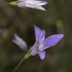 Wahlenbergia capillaris (Tufted Bluebell) at Croke Place Grassland (CPG) - 14 Nov 2023 by kasiaaus