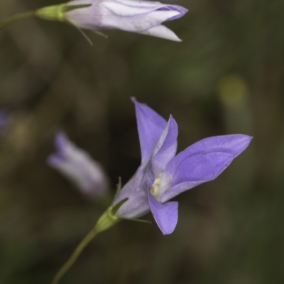 Wahlenbergia capillaris (Tufted Bluebell) at McKellar, ACT - 13 Nov 2023 by kasiaaus