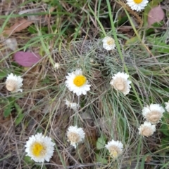 Leucochrysum albicans subsp. tricolor (Hoary Sunray) at McKellar, ACT - 13 Nov 2023 by kasiaaus