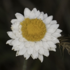 Leucochrysum albicans subsp. tricolor at Croke Place Grassland (CPG) - 14 Nov 2023