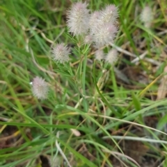 Trifolium arvense (Haresfoot Clover) at McKellar, ACT - 13 Nov 2023 by kasiaaus