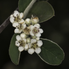 Cotoneaster pannosus (Cotoneaster) at McKellar, ACT - 13 Nov 2023 by kasiaaus