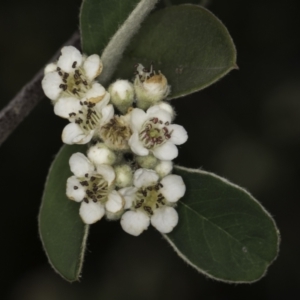 Cotoneaster pannosus at Croke Place Grassland (CPG) - 14 Nov 2023