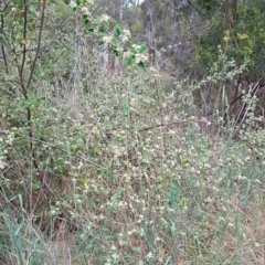 Cotoneaster pannosus at Croke Place Grassland (CPG) - 14 Nov 2023