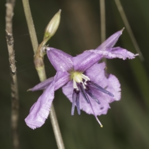 Arthropodium fimbriatum at Croke Place Grassland (CPG) - 14 Nov 2023