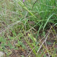 Arthropodium fimbriatum at Croke Place Grassland (CPG) - 14 Nov 2023