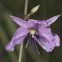 Arthropodium fimbriatum at Croke Place Grassland (CPG) - 14 Nov 2023