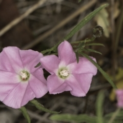 Convolvulus angustissimus subsp. angustissimus (Australian Bindweed) at Croke Place Grassland (CPG) - 14 Nov 2023 by kasiaaus